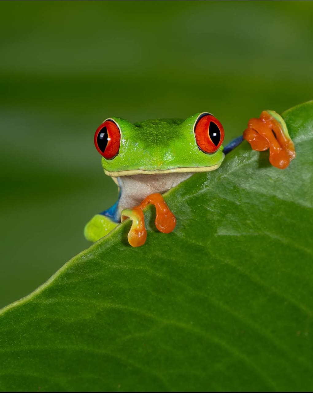 Rana de ojos rojos