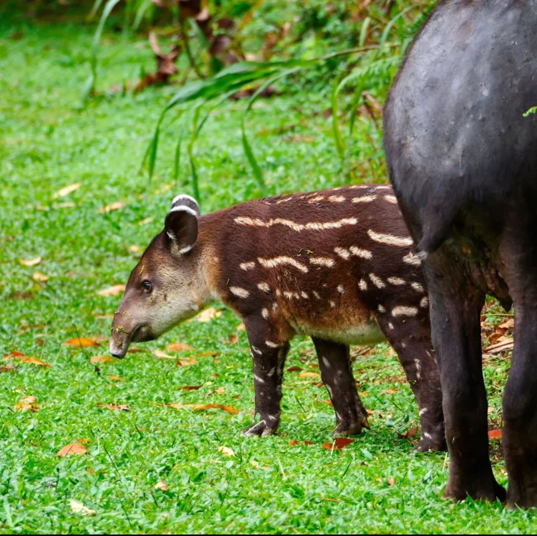 Cría de tapir