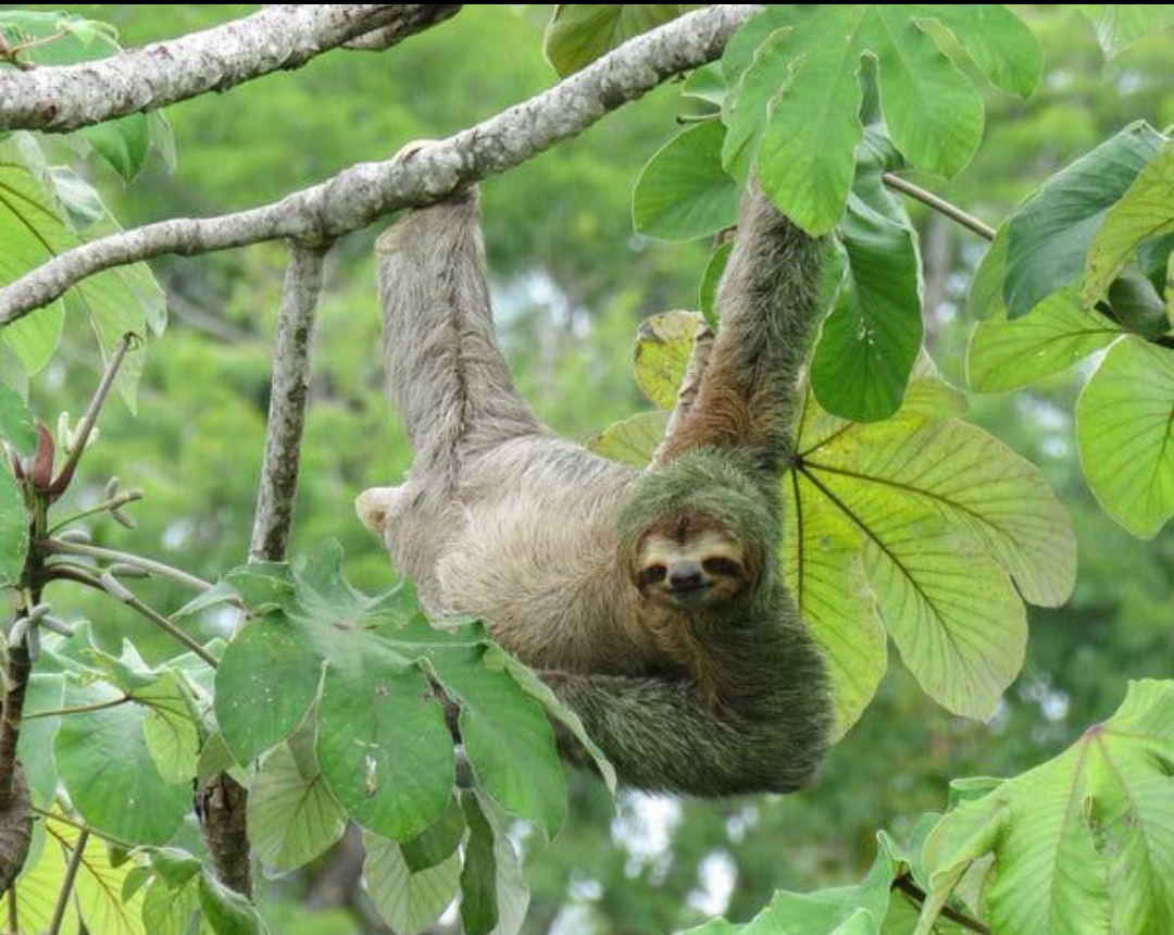 Perezoso en un árbol